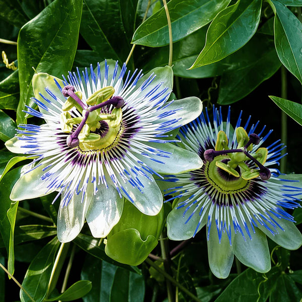 Olio di Semi di Passiflora