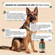 Renios Gocce Anti Parassita