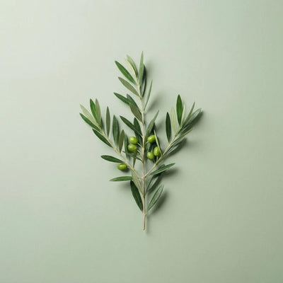 Foglia di Olivo