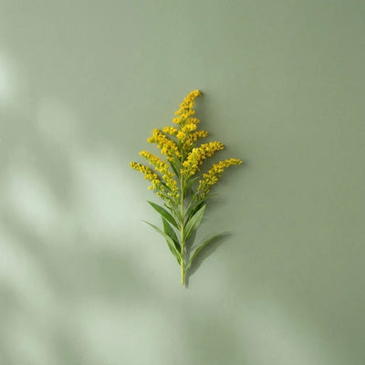 Verga d'Oro